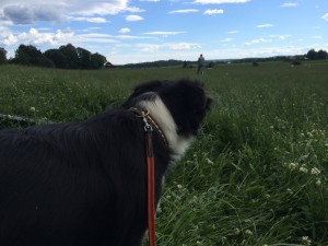 LLL kollar in K-E Tibblin och Zally.