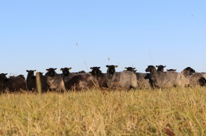häggholmenlamm1