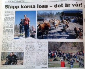 Vallhundsuppvisning på kosläppet hos Anna o Peter i Nystad. Artikel i KindaPosten om kosläppet hos Anna o Peter i Nystad. Kicki och jag hade vallningsuppvisning med LLL o Safe.