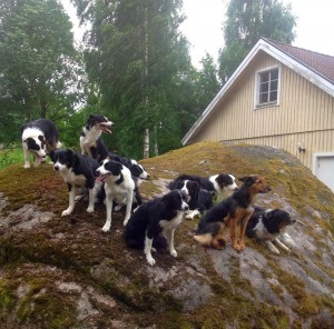 Jim, LLL, Jo, Texy, Sweep, Belle, Safe, Ben,Red och Grace. Vår Belle och Josie saknas på bilden.